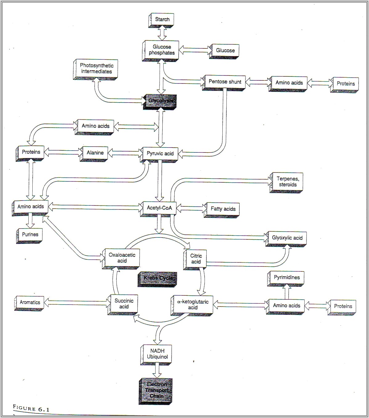 Krebs Cycle Diagram Worksheet