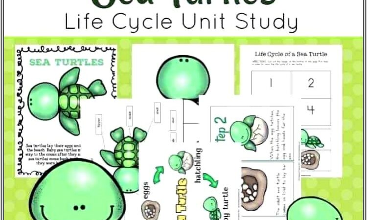 Life Cycle Blank Worksheet