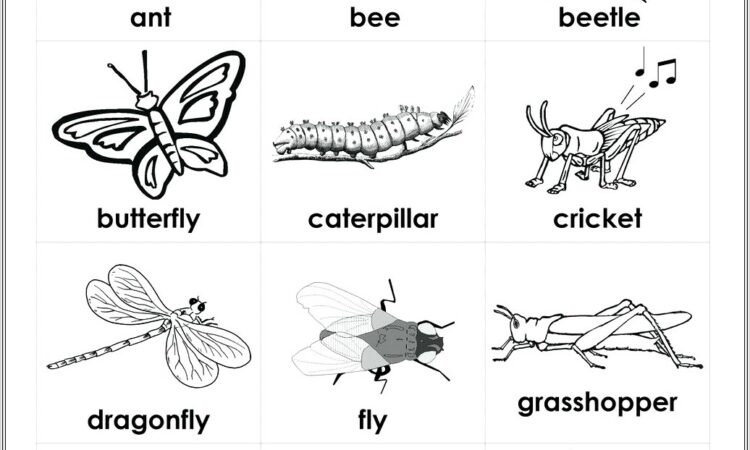 Life Cycle Insect Worksheet