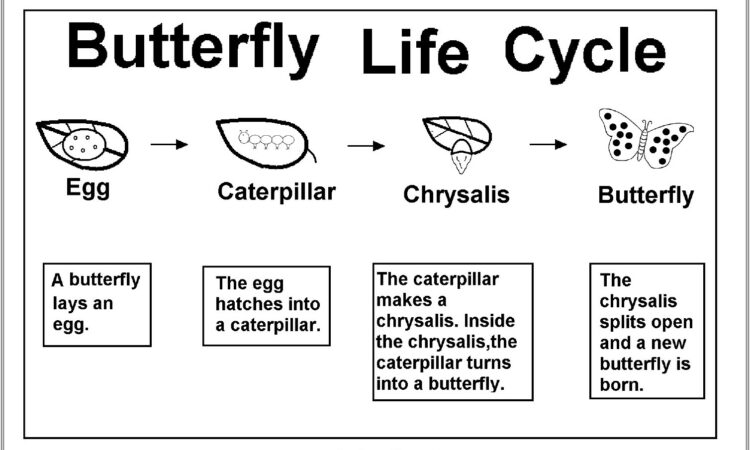 Life Cycle Sequencing Worksheet