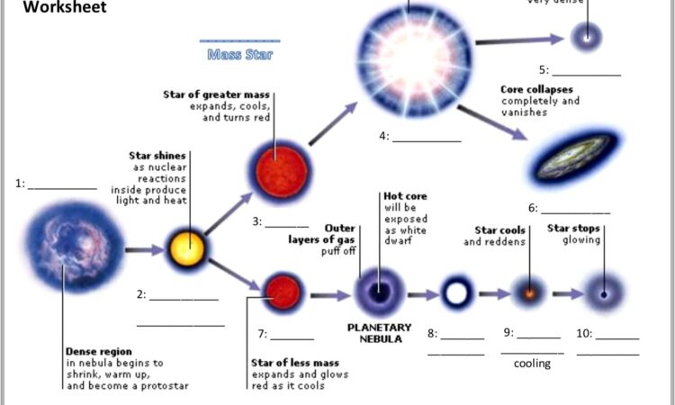 Life Cycle Star Worksheet