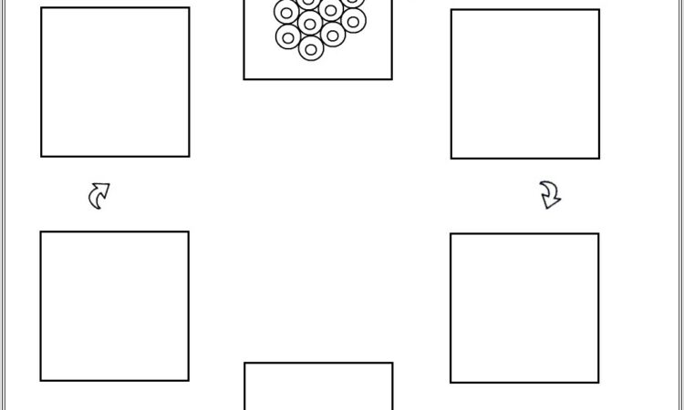 Life Cycle Worksheet Kindergarten