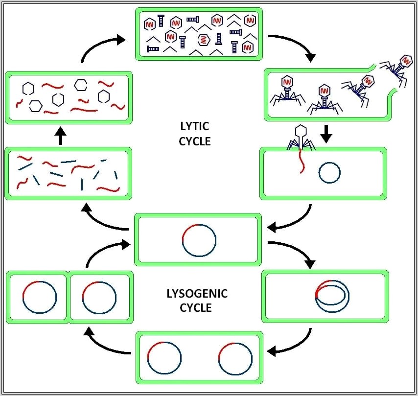 Lytic Cycle Worksheet Answers