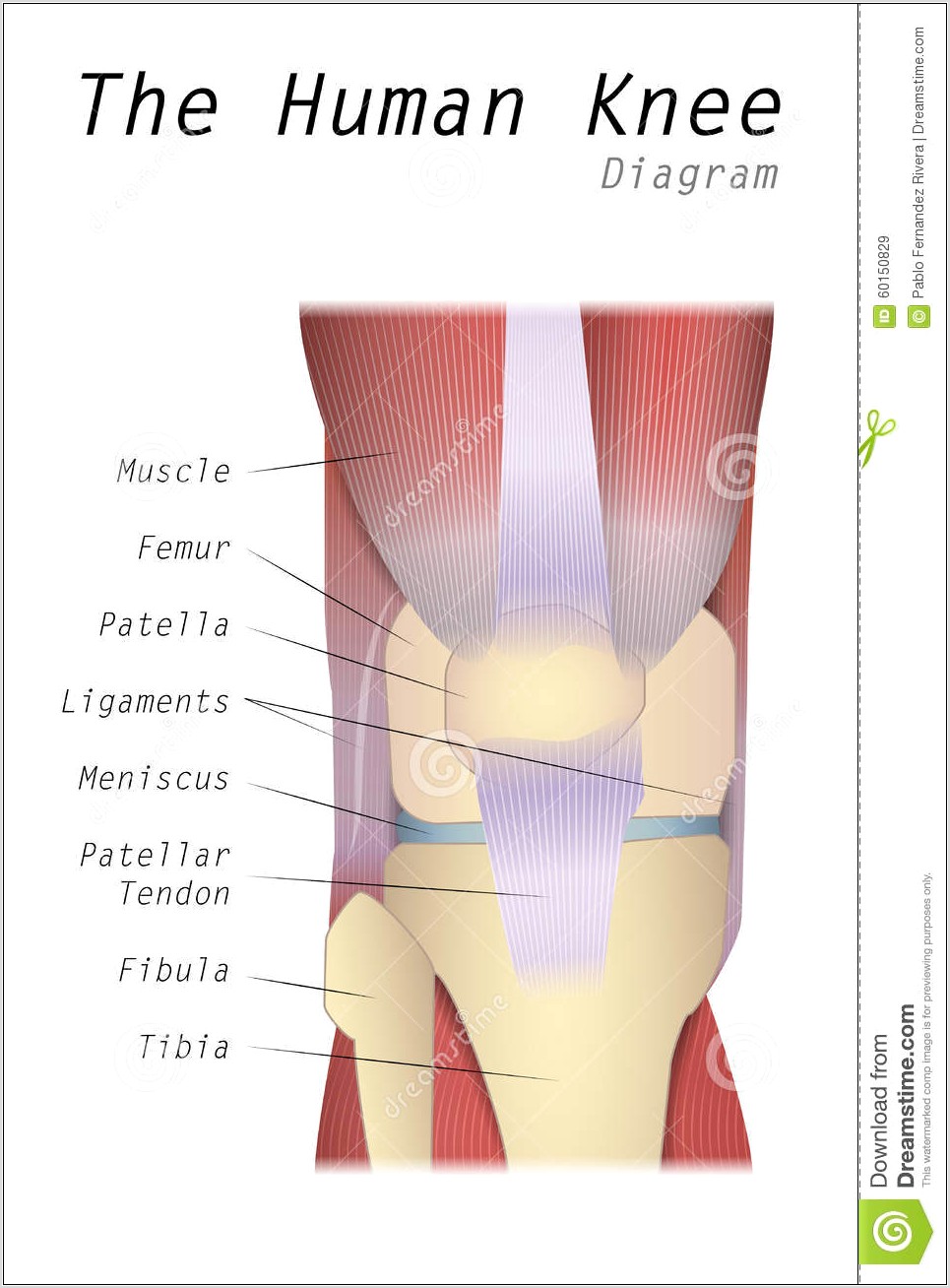 Meniscus Diagram Of The Knee