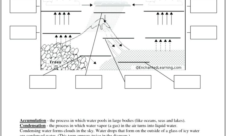 Menstrual Cycle Diagram Worksheet