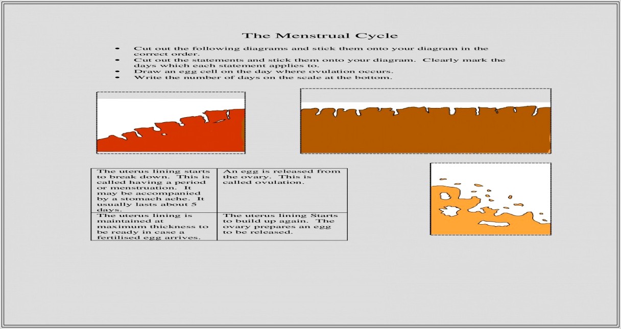 Menstrual Cycle Worksheet Doc