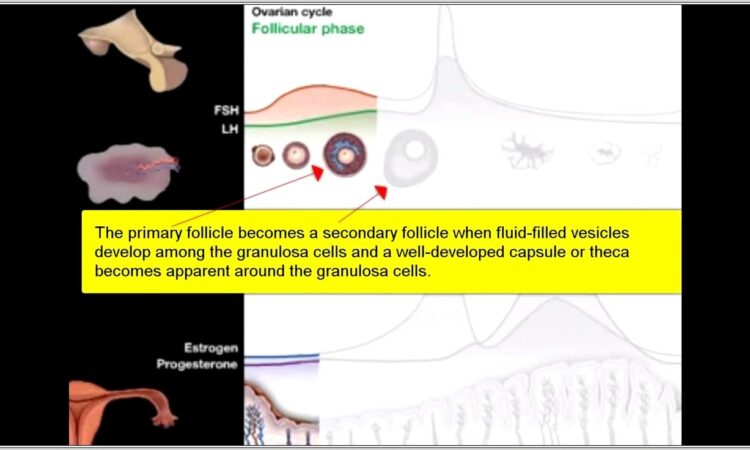 Menstrual Cycle Worksheet Honors