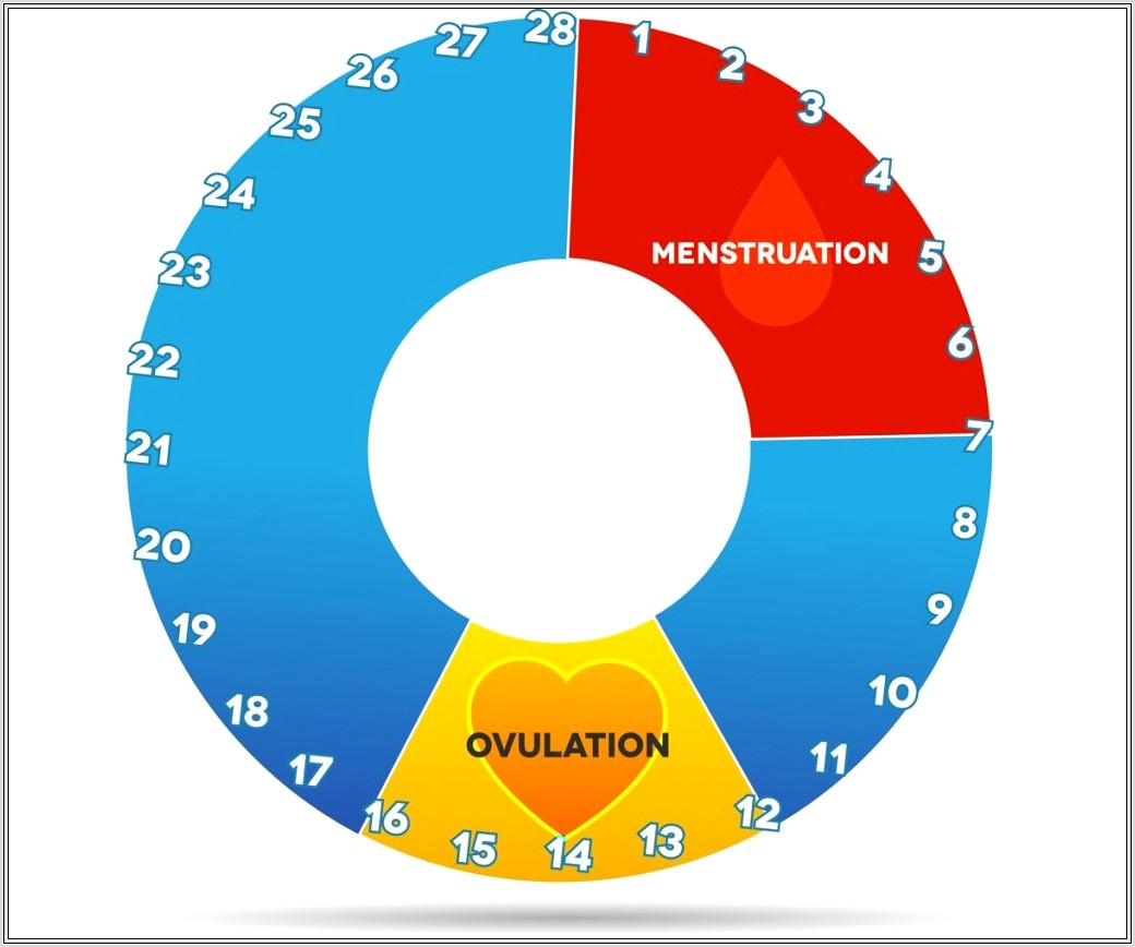 Menstrual Cycle Worksheet Pdf