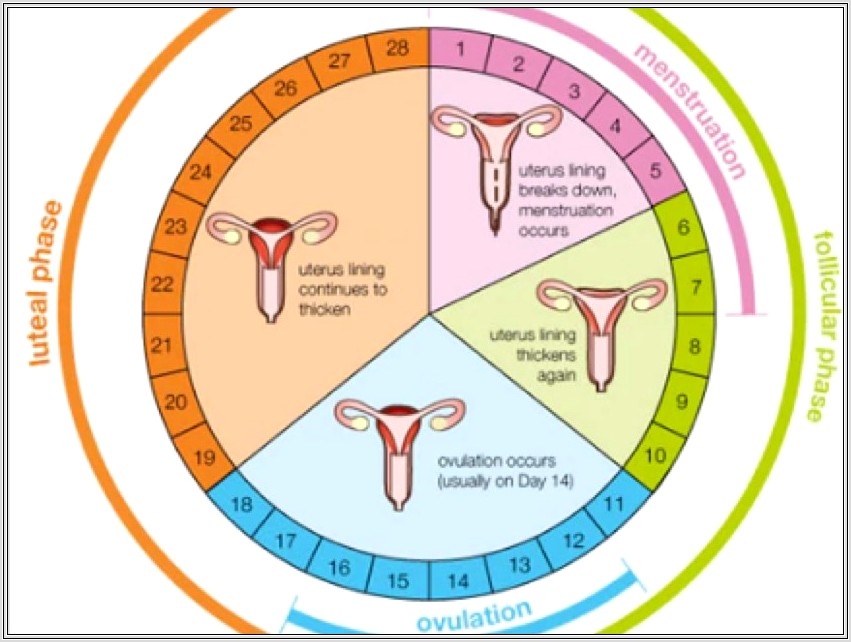 Menstrual Cycle Worksheet Tes