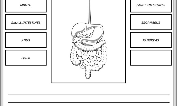 Middle School Digestion Worksheet