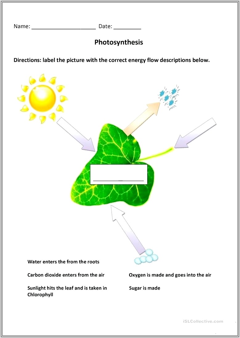 Middle School Photosynthesis Worksheet