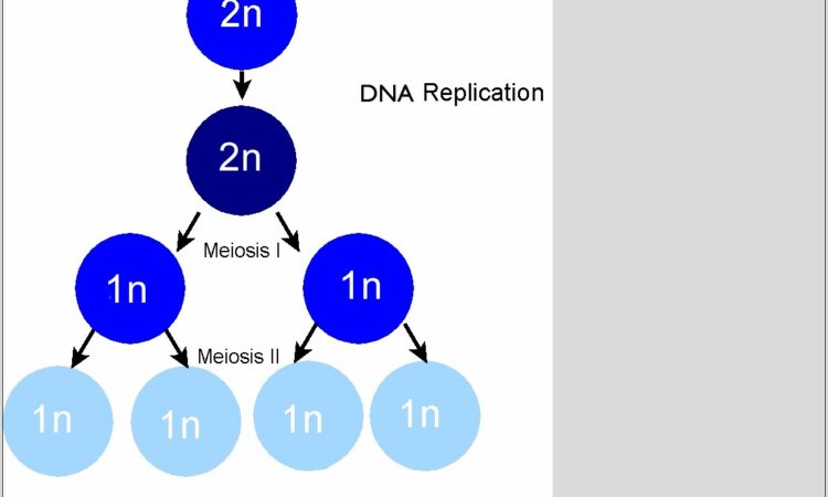 Mitosis And Meiosis Diagram Worksheet