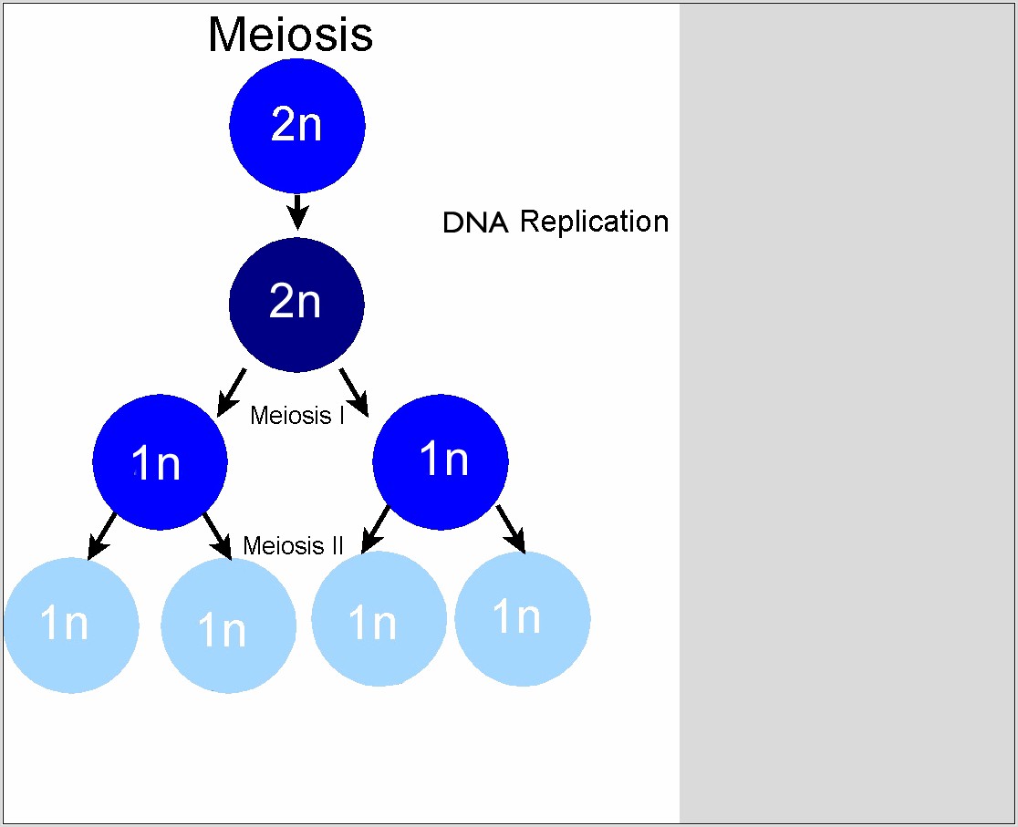 Mitosis And Meiosis Diagram Worksheet