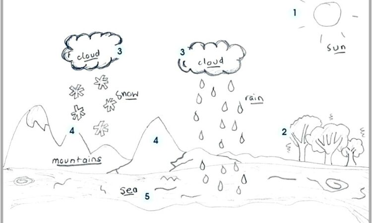 Nitrogen Cycle Blank Worksheet