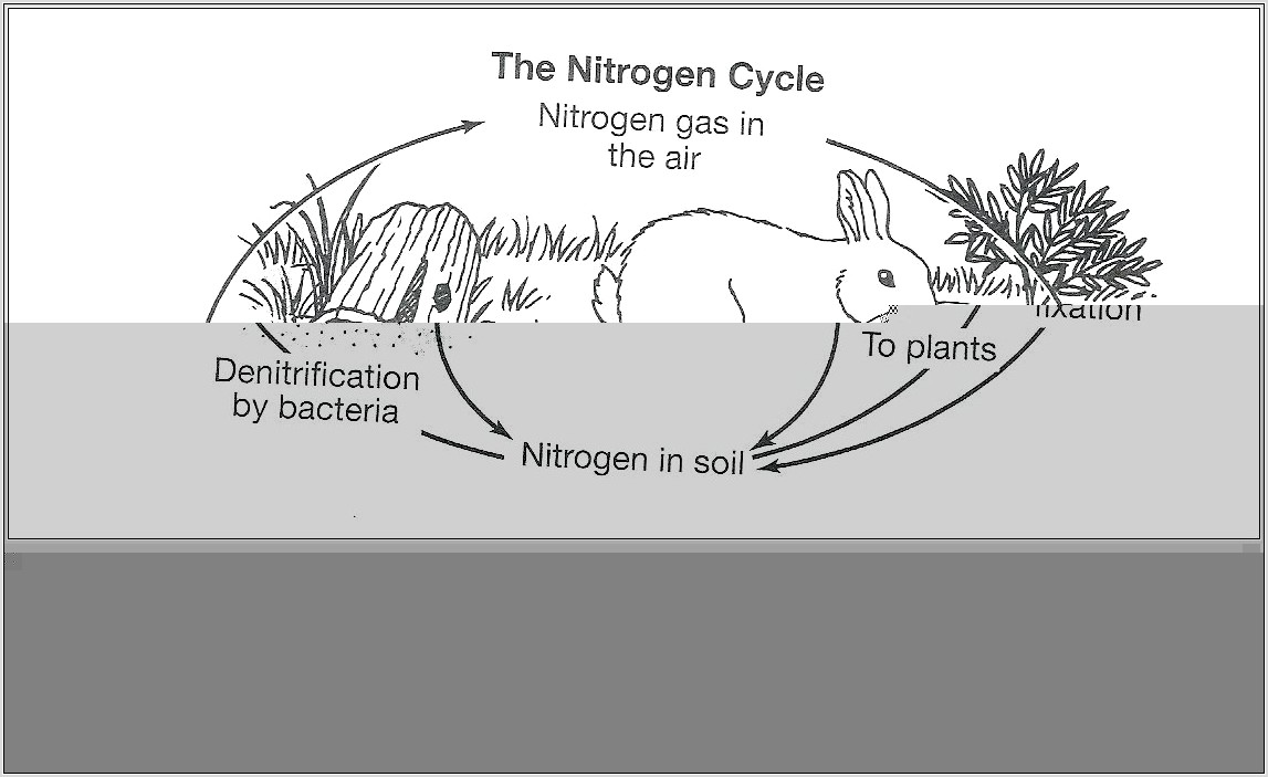 Nitrogen Cycle Diagram Worksheet