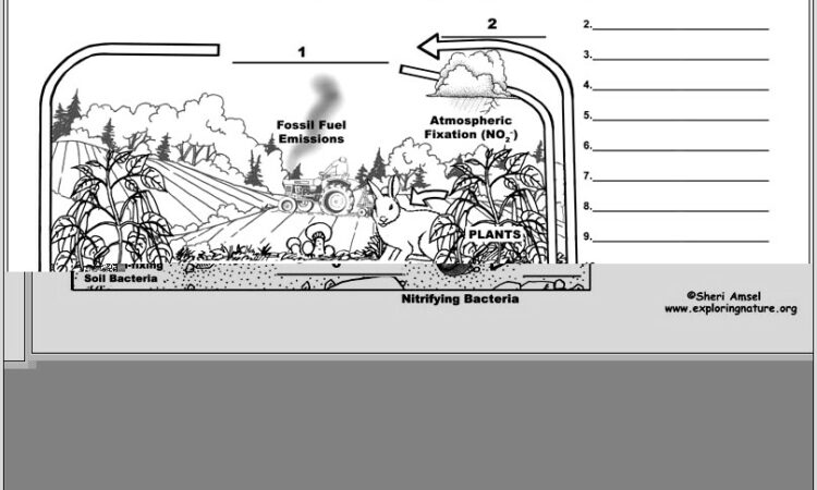 Nitrogen Cycle Labeling Worksheet