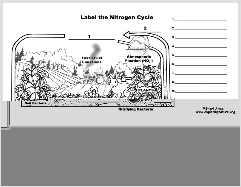 Nitrogen Cycle Labeling Worksheet