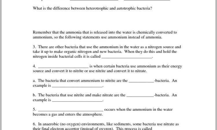 Nitrogen Cycle Student Worksheet Answers