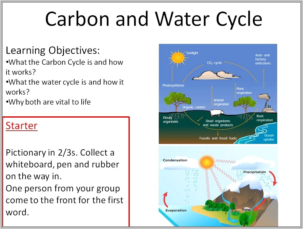 Nitrogen Cycle Worksheet Tes