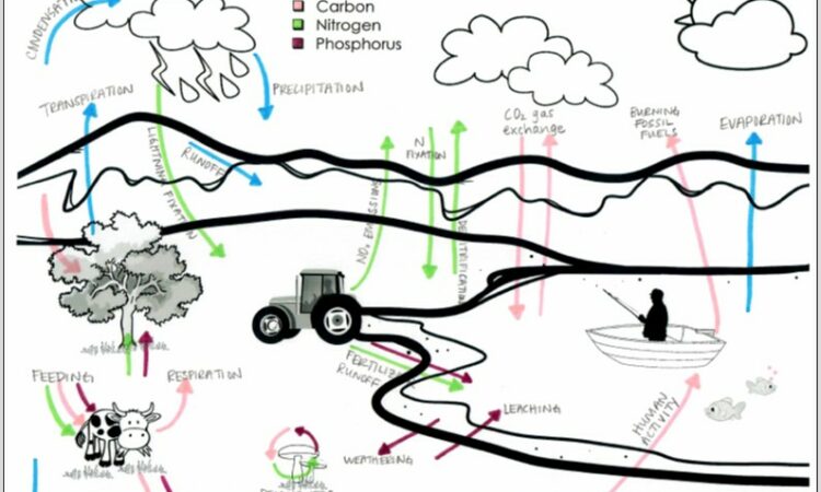 Phosphorus Cycle Worksheet High School