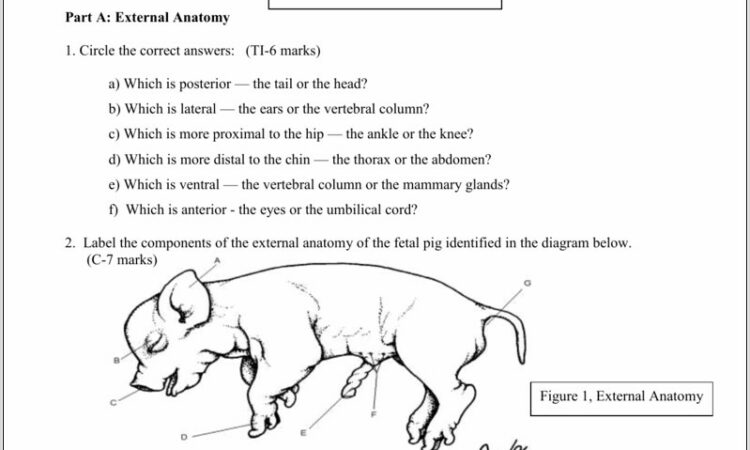 Pig Heart Dissection Diagram