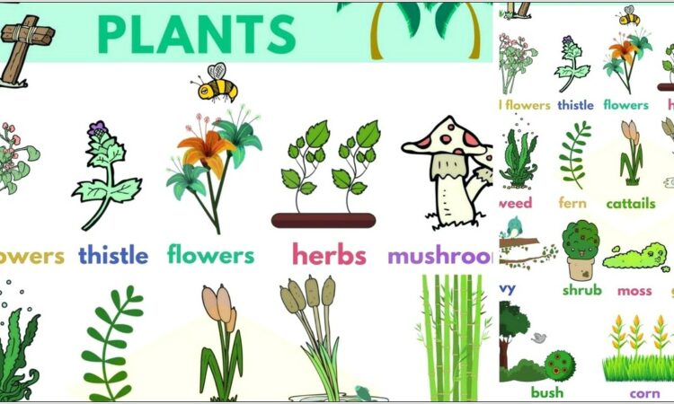 Plant Life Cycle Vocabulary Worksheet