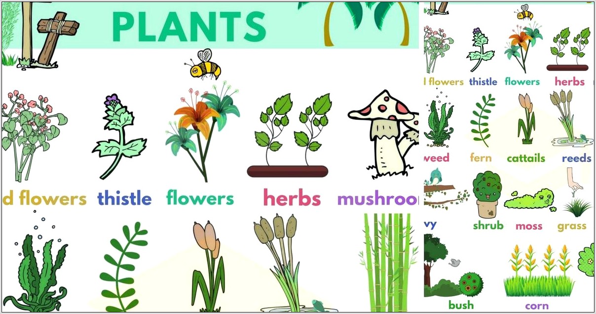 Plant Life Cycle Vocabulary Worksheet