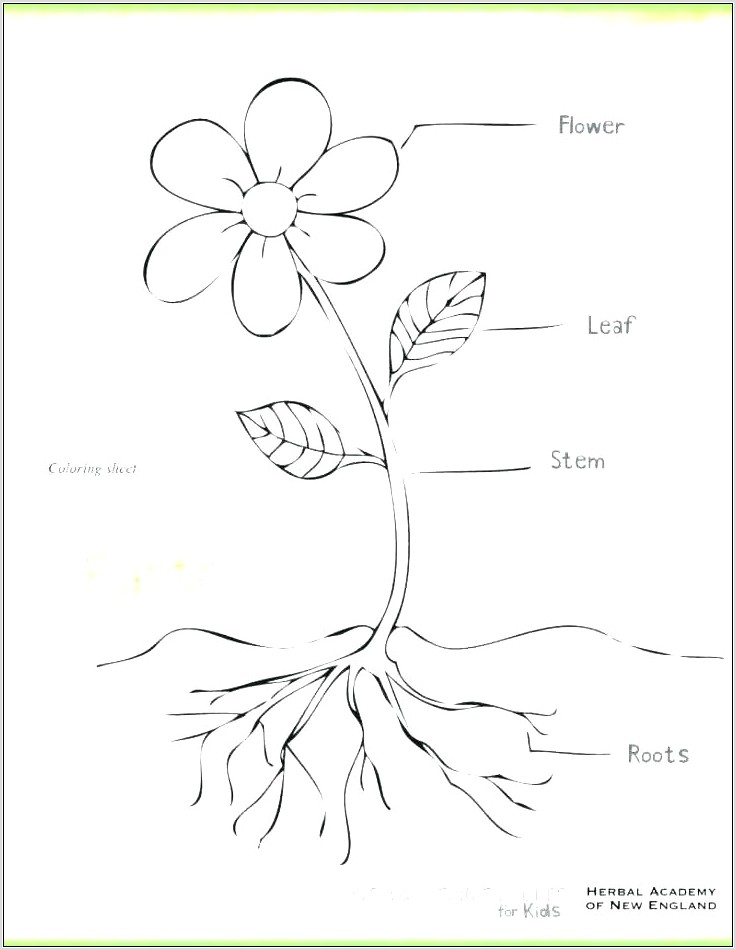 Plant Life Cycle Worksheet Middle School