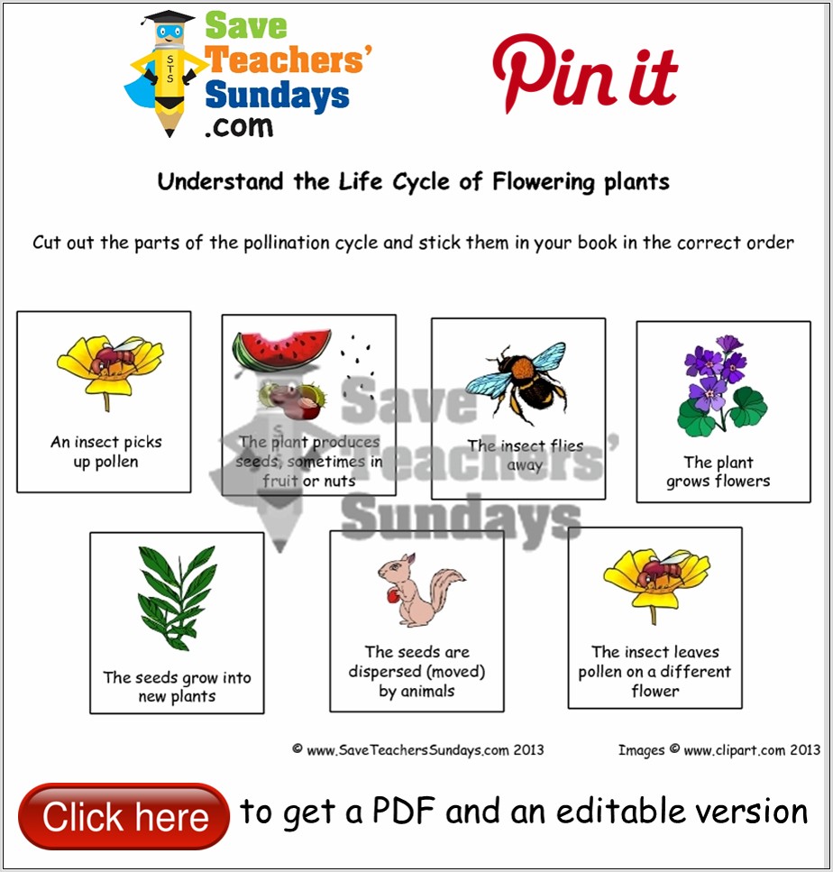 Plant Life Cycle Worksheet Year 5