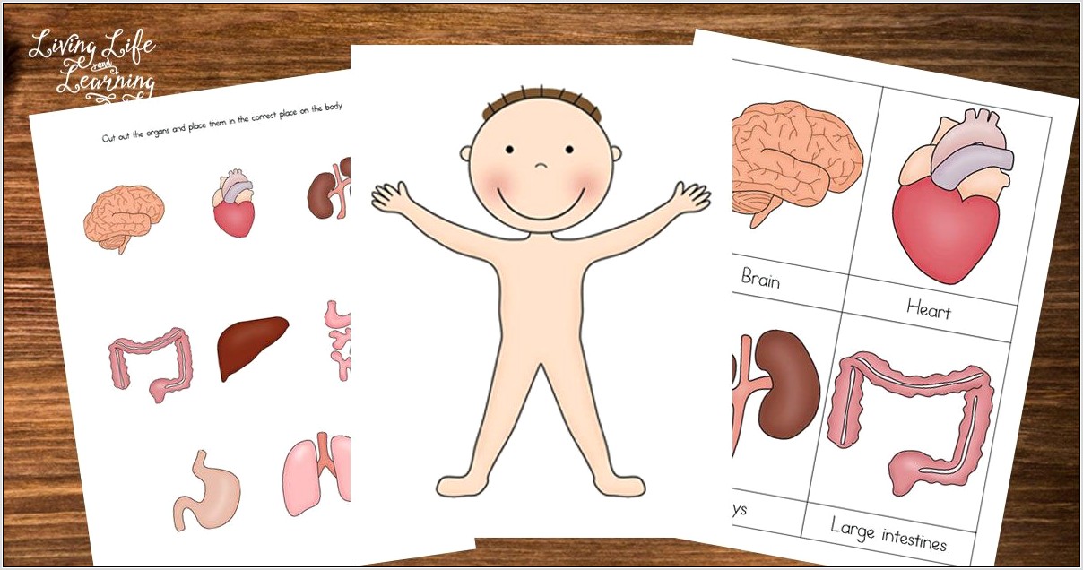 Preschool Printables Human Body