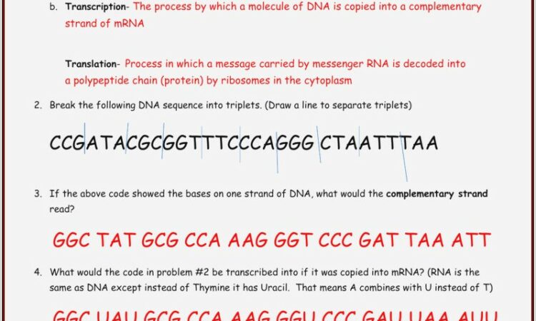 Protein Synthesis Worksheet Fill The Diagram In