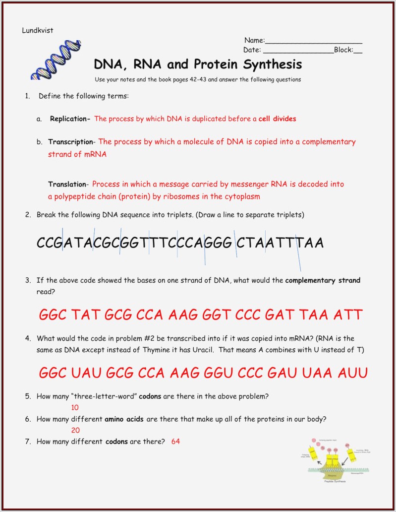 Protein Synthesis Worksheet Fill The Diagram In