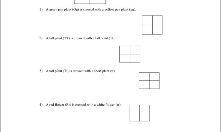 Punnett Square Generator Worksheet Answers