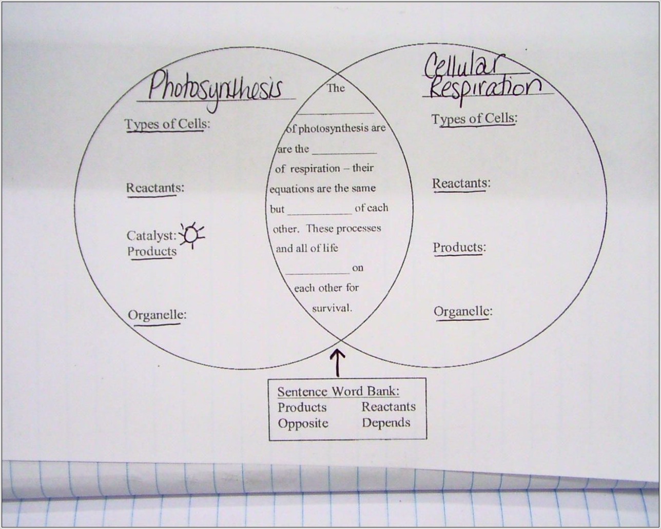 Reading Worksheet Cellular Respiration