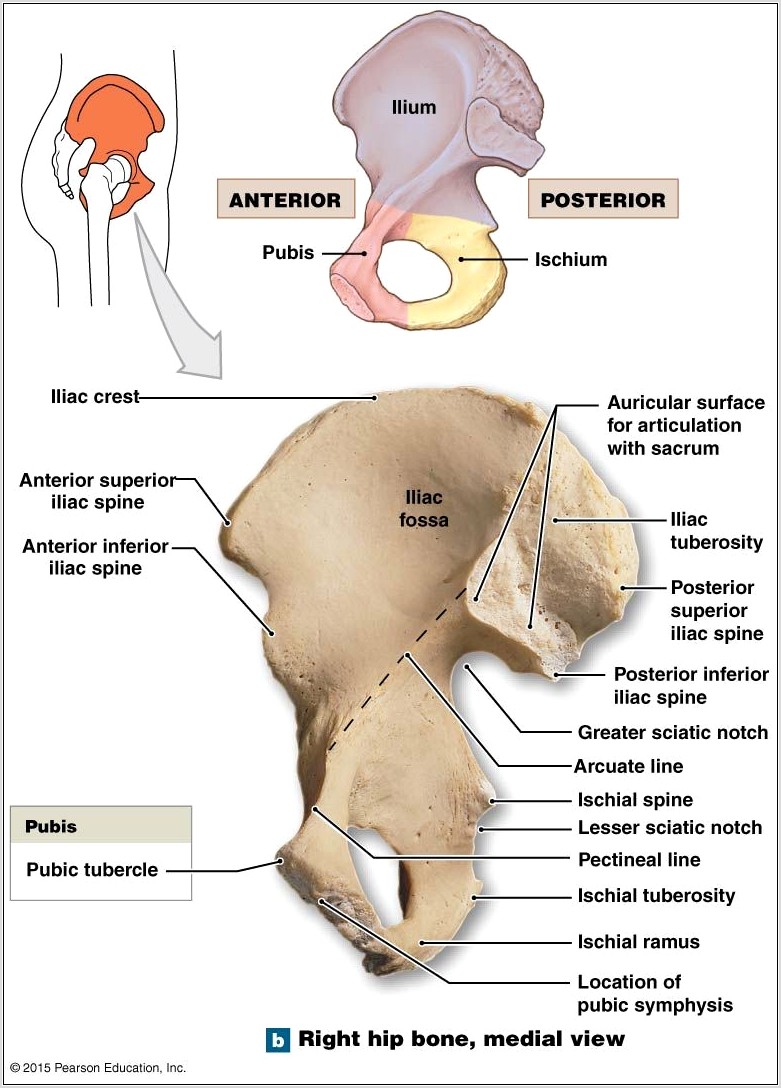 Right Hip Bone Diagram