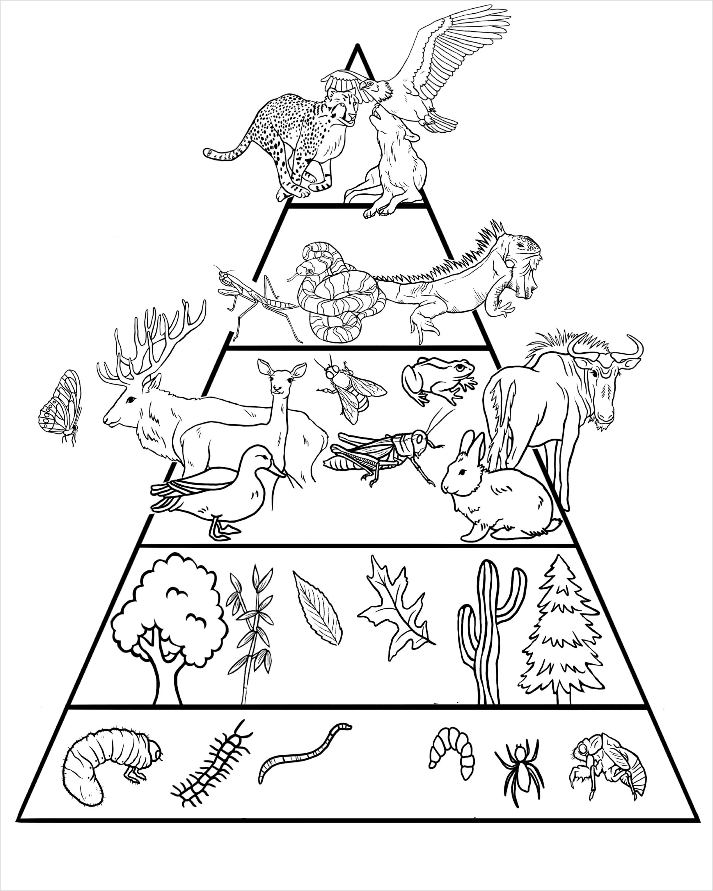 Science Belt Loop Worksheet