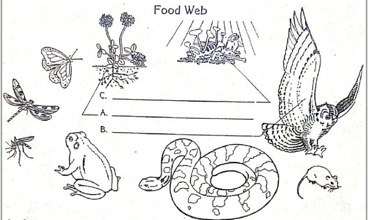 Science Food Web Worksheet