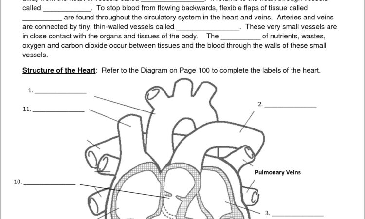 Science Worksheet Circulatory System