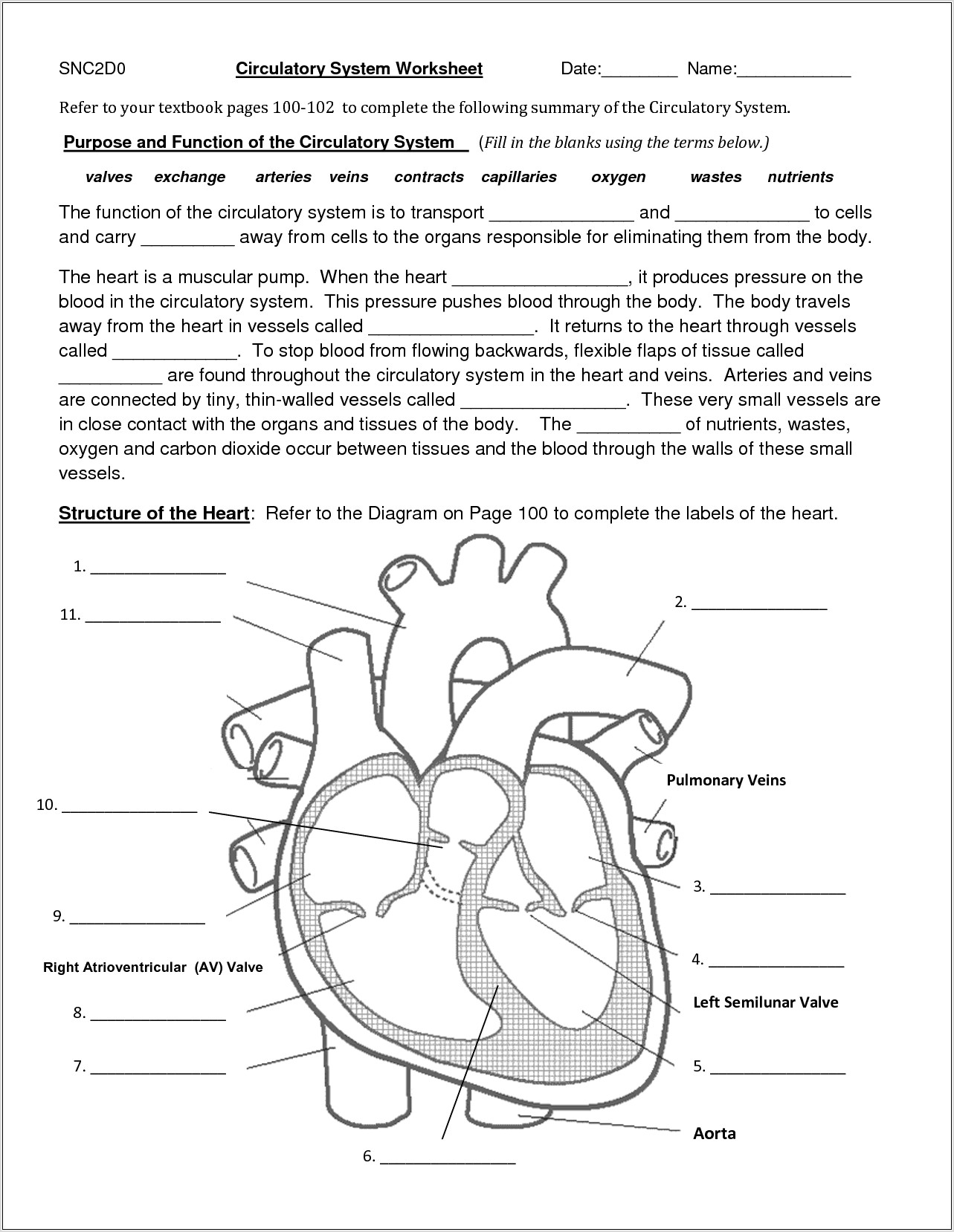 Science Worksheet Circulatory System