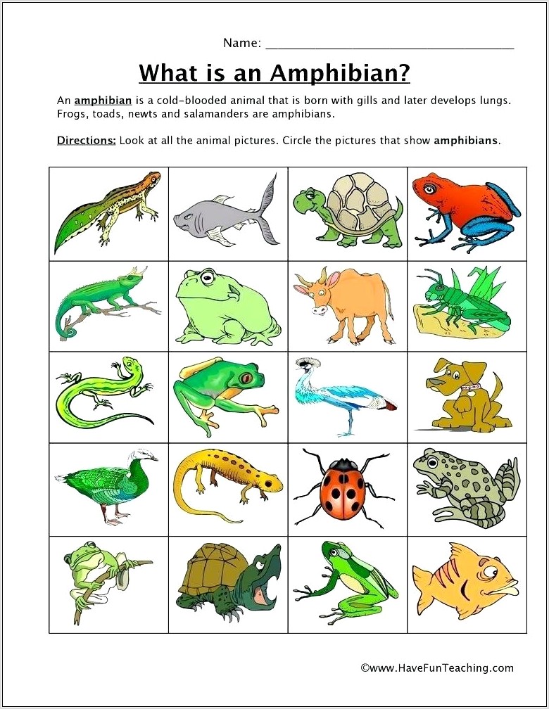 Science Worksheet Classifying Animals