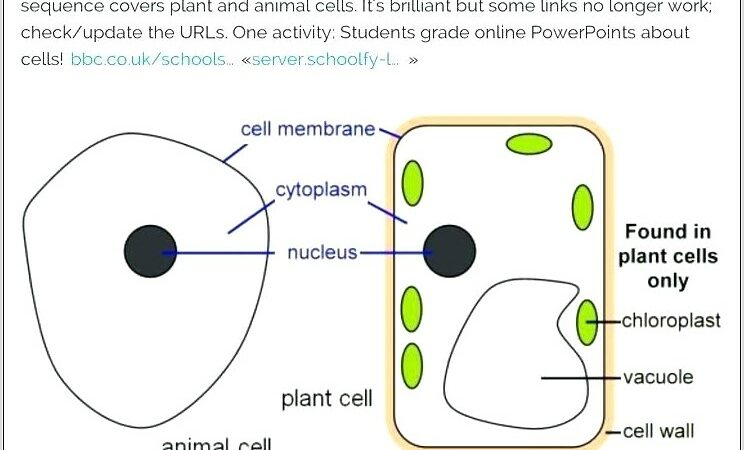 Science Worksheet On Cells