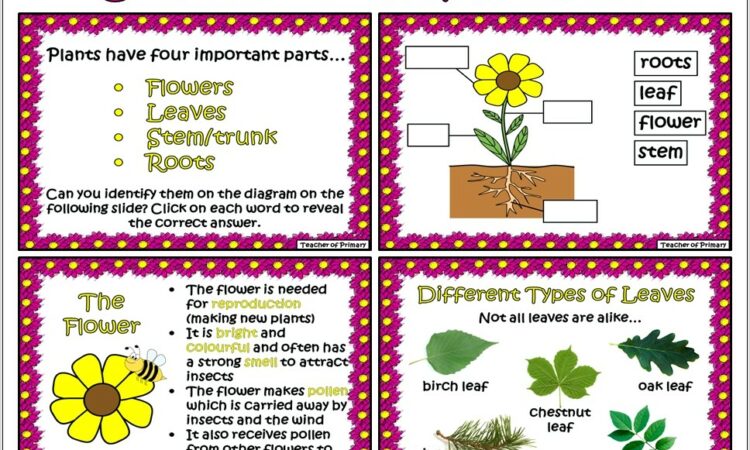 Science Worksheet Parts Of A Plant