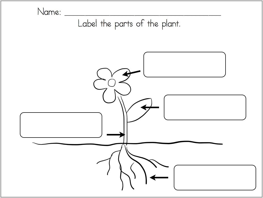 Science Worksheet Plant Life Cycle