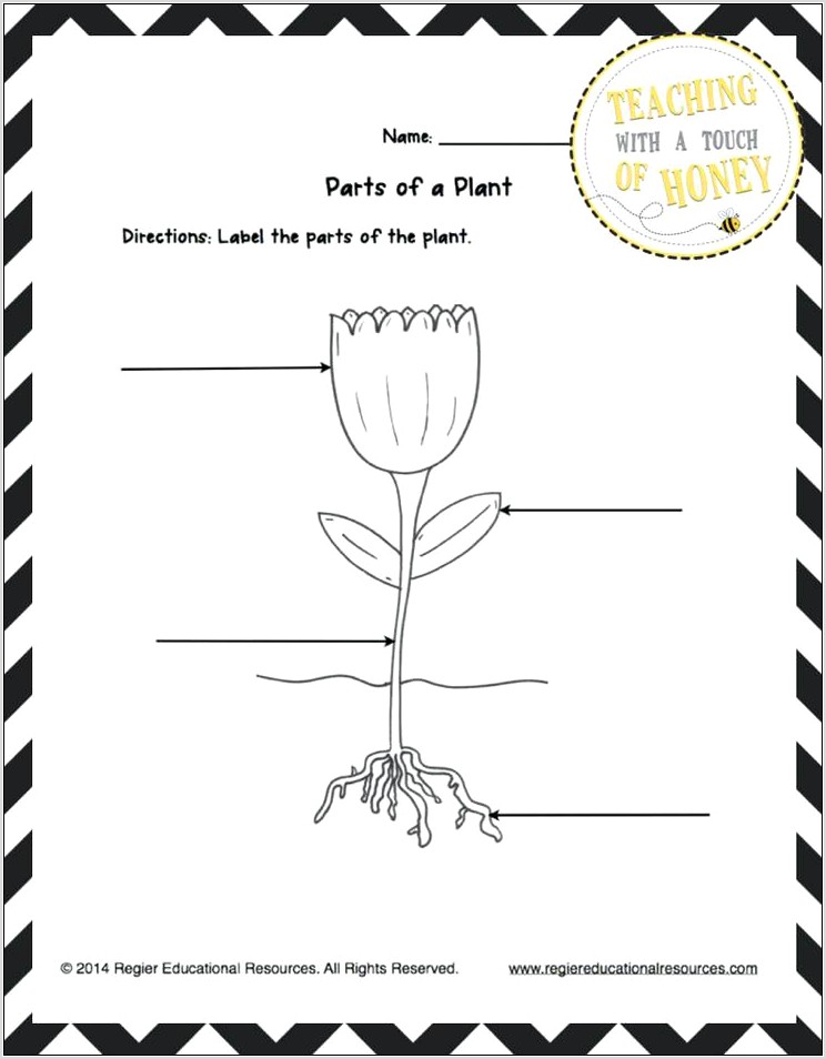 Science Worksheet Plants Grade 3