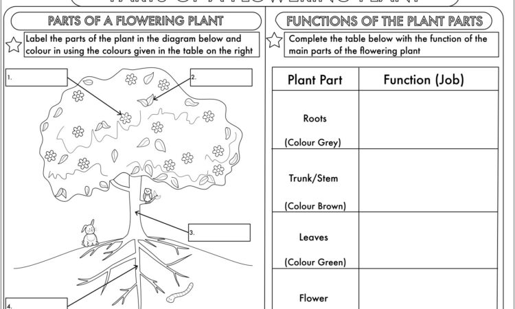 Science Worksheet Year 3