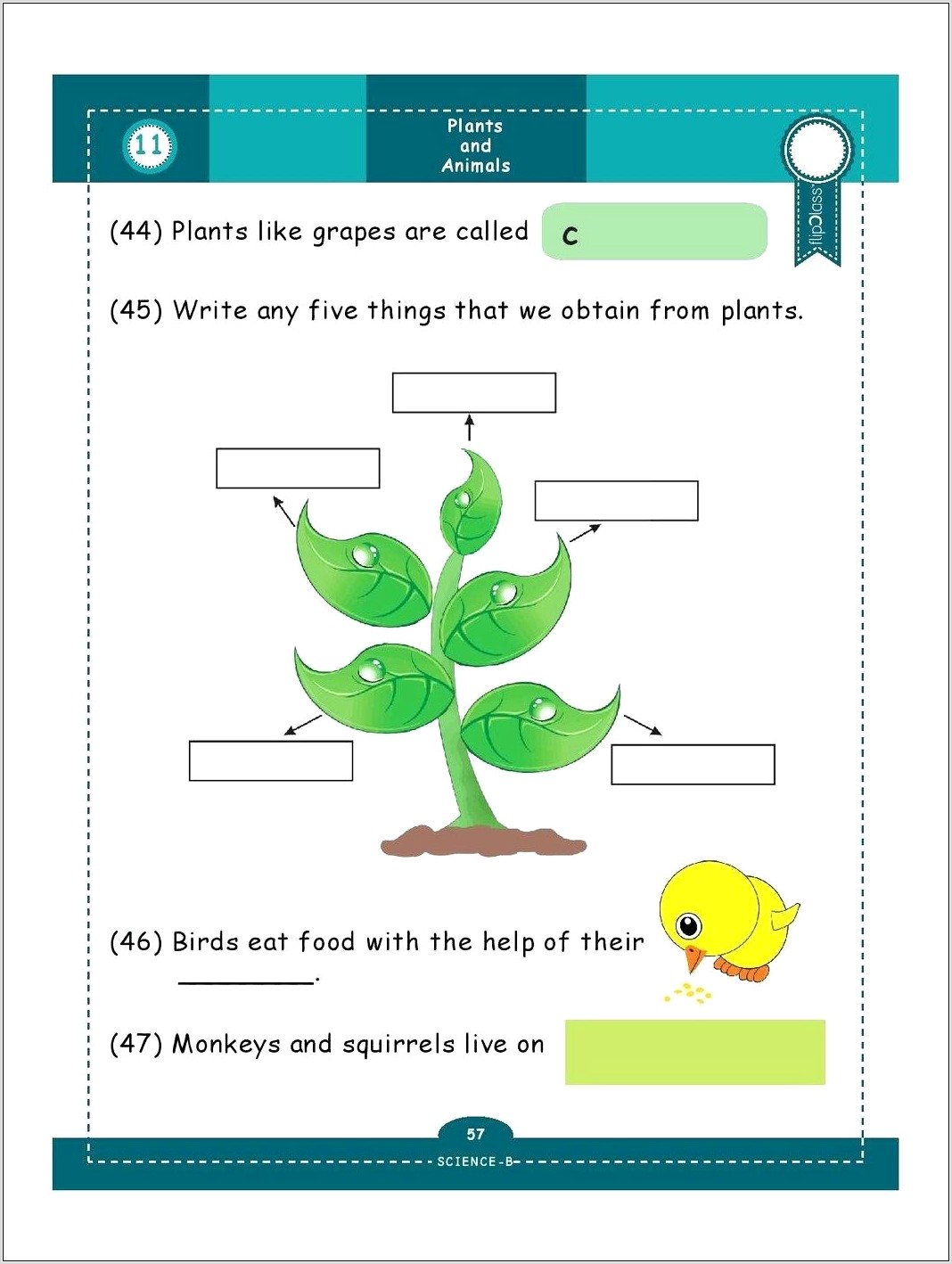 Science Worksheets Plants Grade 1