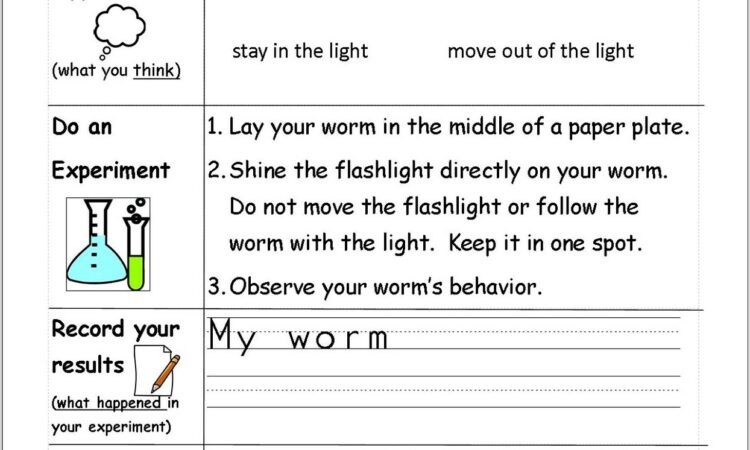 Scientific Method Worksheet Little Johnny Answer