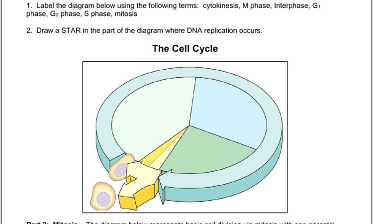 The Cell Cycle Worksheet Back