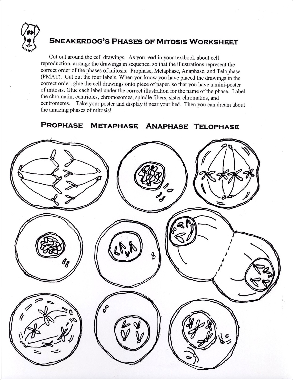 The Cell Cycle Worksheet Back Answers