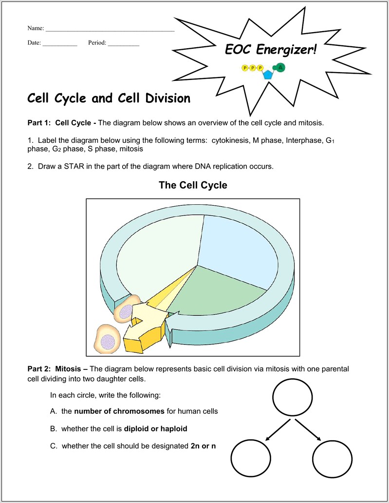 The Cell Cycle Worksheet Back